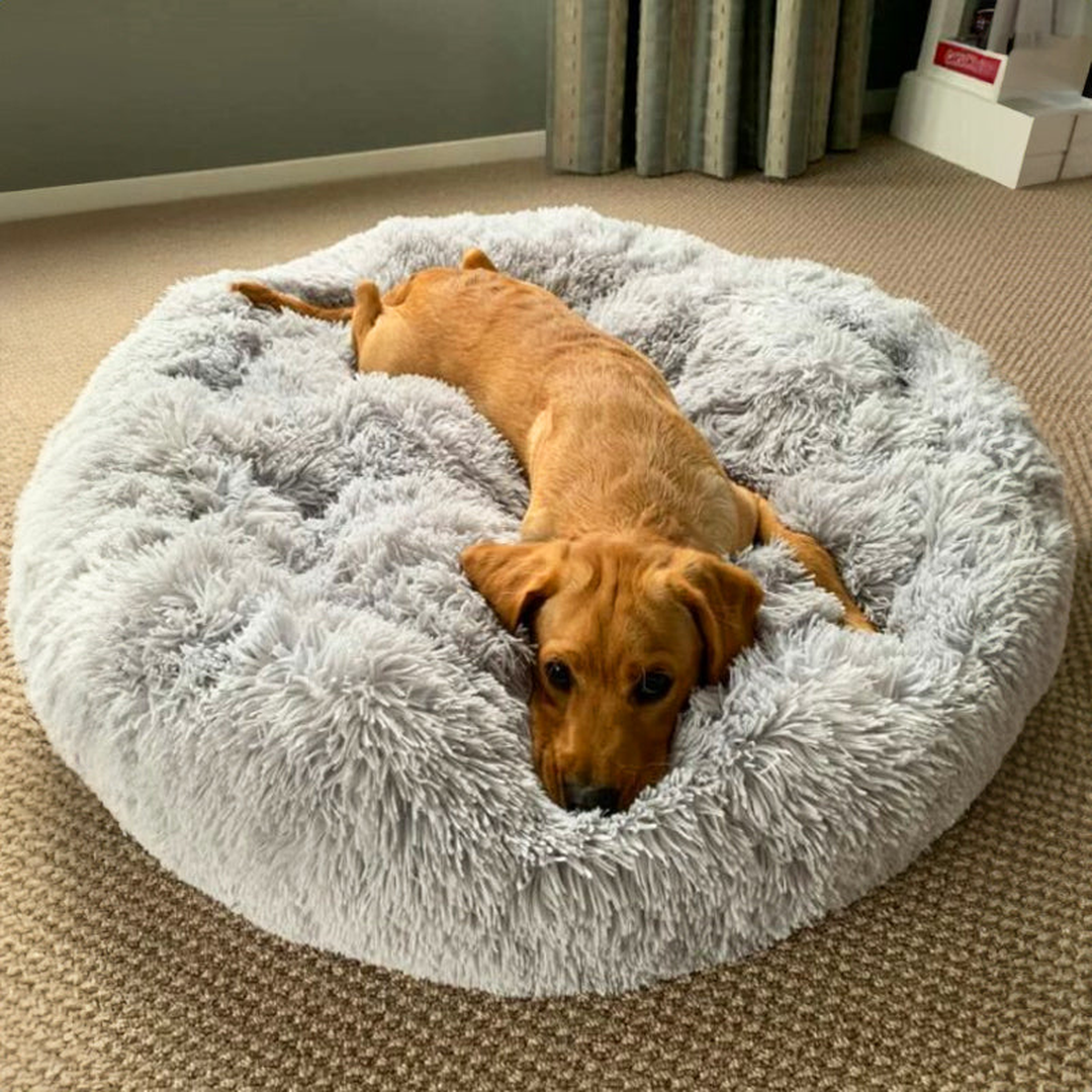 Cuccia Morbida per Cani Anziani