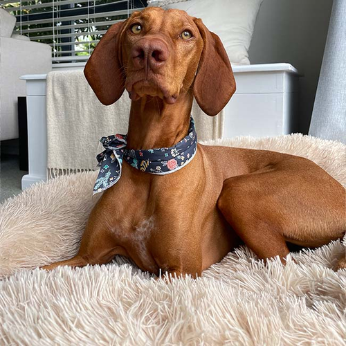 Cuccia Morbida per Cani Anziani